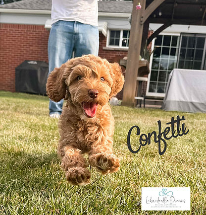 Adorable Australian Labradoodle puppy sitting on the grass, potty trained and crate trained, ready for a forever home.