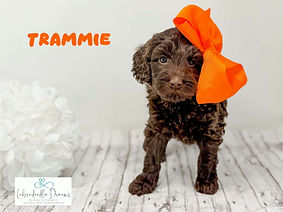 Australian Labradoodle puppy bred for companion, therapy, and family life