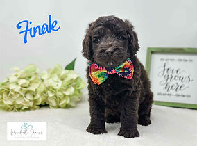 Australian Labradoodle puppies for summer