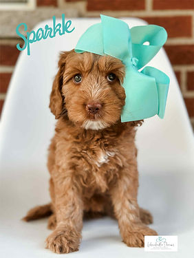 Well-started Australian Labradoodle puppy in Michigan—potty trained, crate familiar, and therapy-potential temperament