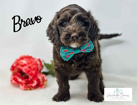 Labradoodle breeder specializing in temperament and training
