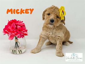Mickey, a light apricot Australian Labradoodle girl puppy with a yellow flower clip, posed beside pink flowers on a white background.
