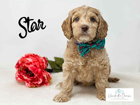 Australian Labradoodle puppies for sale in Michigan