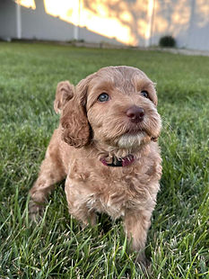 Allergy-friendly Australian Labradoodle in Michigan, learning crate training and showing therapy qualities