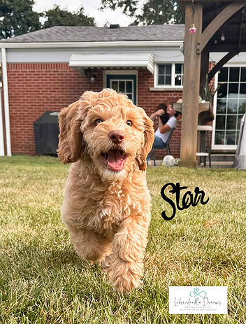 Cute Australian Labradoodle puppy learning commands, already potty trained and crate familiar.