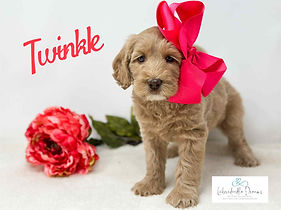 Multigenerational Australian Labradoodles with therapy potential