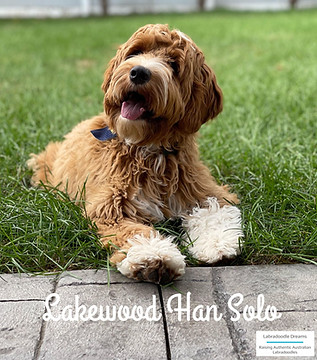 australian labradoodle, red labradoodle, available labradoodle, best dogs