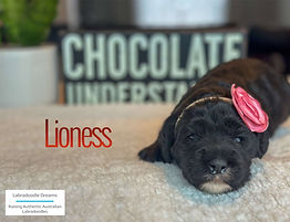 available labradoodle puppies, labradoodle for sale, caramel cream chocolate labradoodles, Australian labradoodle puppies, Spring puppies available, available labradoodles