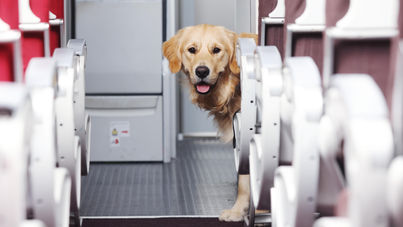 Virgin Atlantic and Guide Dogs launch partnership to improve travel for people with sight loss