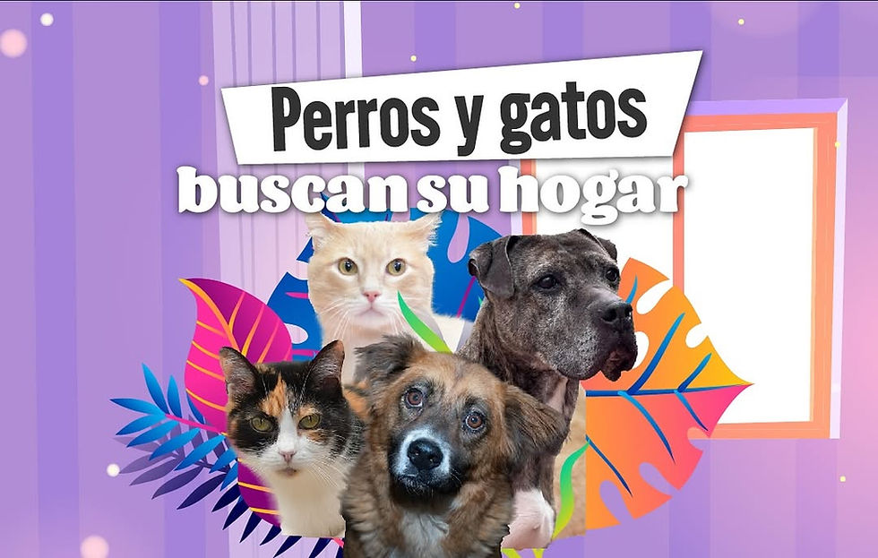 Bogotá lanza plataforma digital para localizar mascotas perdidas