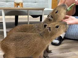 “Capybara Café”: el rincón más tierno y sorprendente de Florida