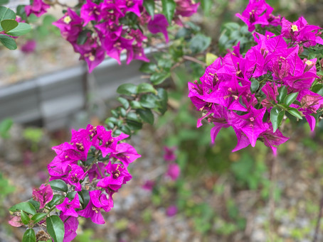 やがじ家の花咲きほころぶ