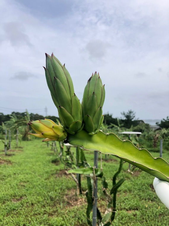 ドラゴンフルーツ のその後