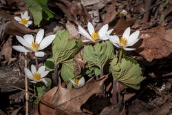 Bloodroot