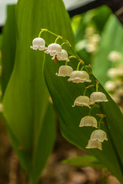 Lily-of-the-valley