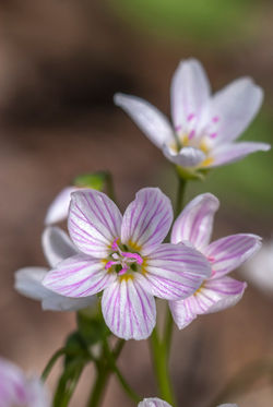 Spring beauty