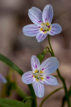 Spring beauty