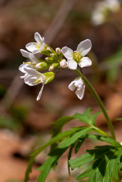 Cut-leafed Toothwort
