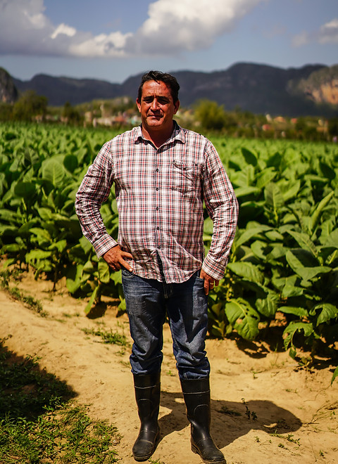tobaccofields_02.jpg