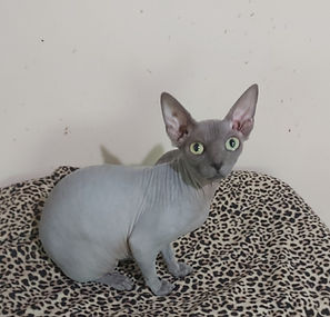 Lady Ligeia, Blue female