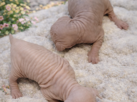 Two Weeks Old and Stealing Hearts 💕 Reservations Now Open