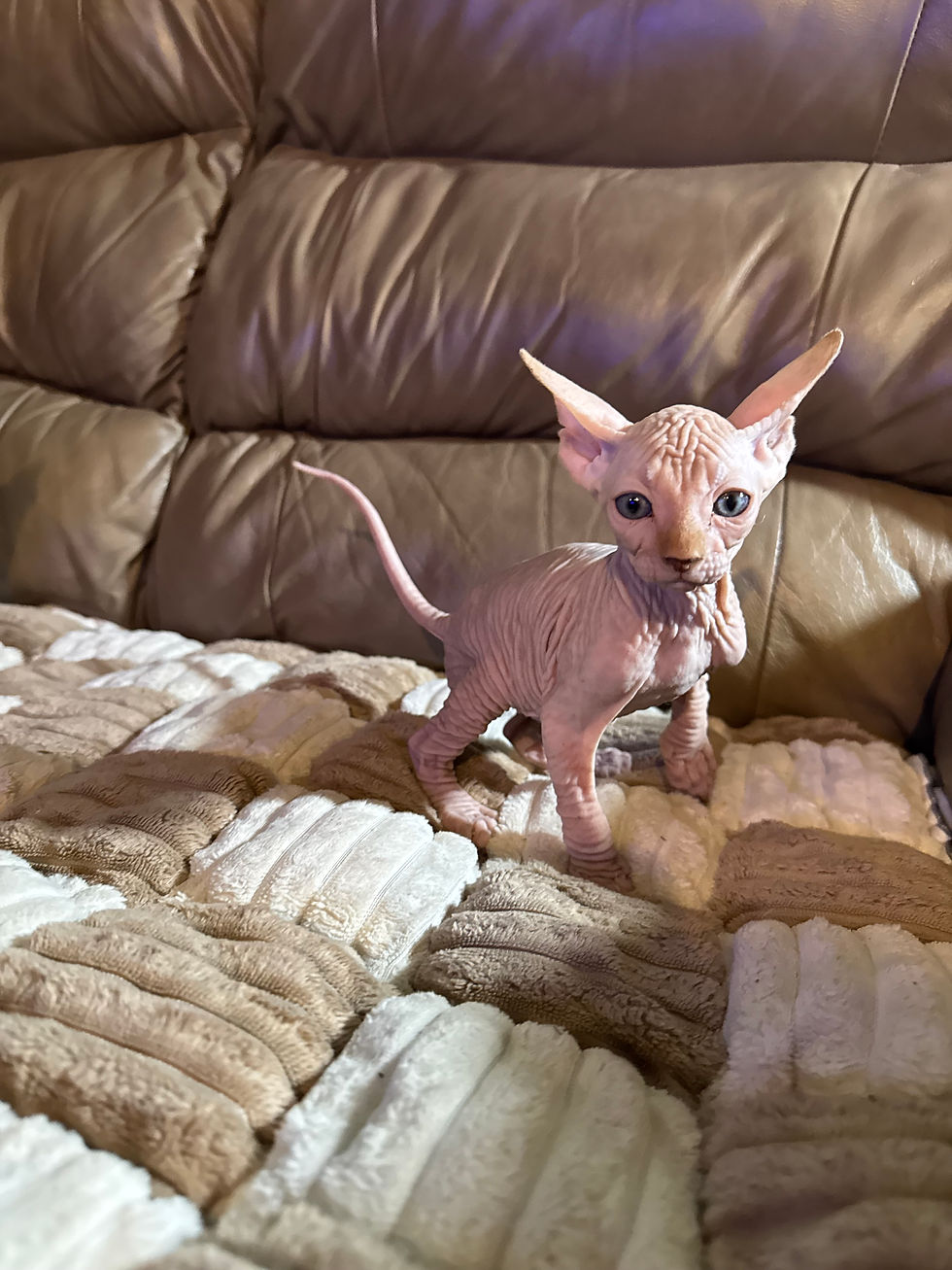 Kittens kittens kittens