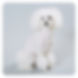​Private Dog Salon Mia - 武蔵小杉 トリミングサロン - 武蔵小杉 トリミング - プライベートサロン トリミング