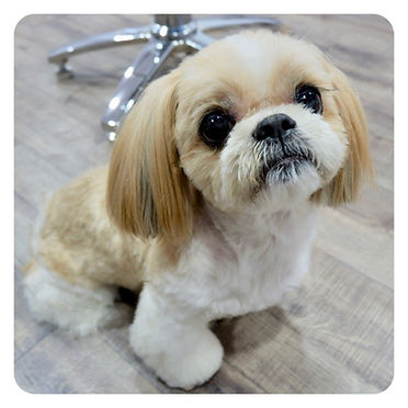 Private Dog Salon Mia - 武蔵小杉 トリミングサロン - 武蔵小杉 トリミング - プライベートサロン トリミング