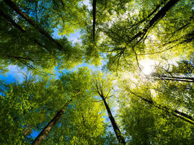 istockphoto-1317323736-612x612.jpeg