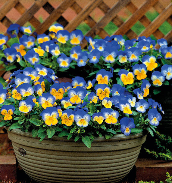 Miniature : Fleurs - Pensées fraîches
