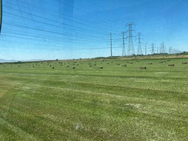 IMG_1566.JPEG