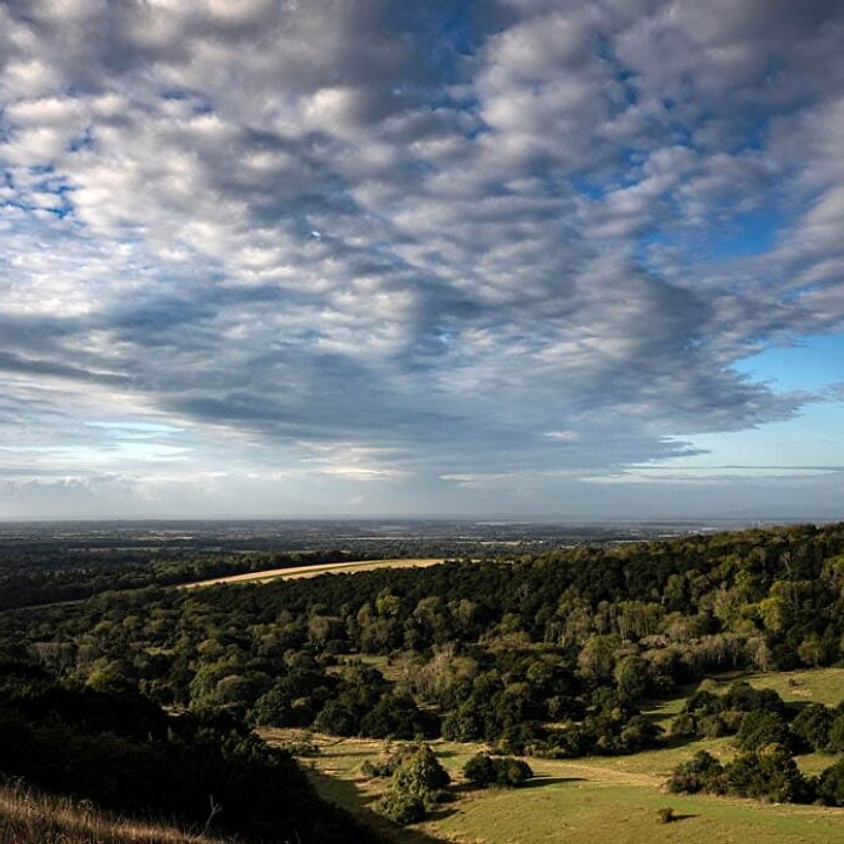 Afternoon sun at Kingley Vale- Walk