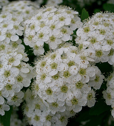 Spiraea_cantoniensis3.jpg