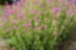 Gomphrena Pink Gem