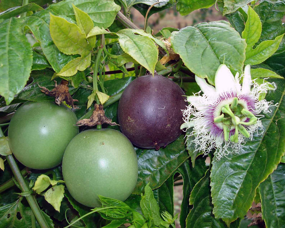 Grafted Black Passionfruit