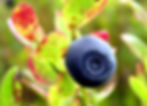 Biloxi Blueberry