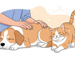 足腰が弱った愛犬に希望を。1回30分のやさしいケアで動きが変わる
