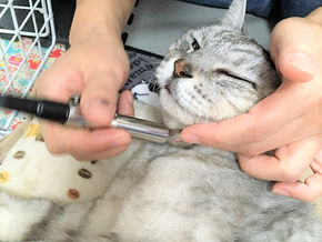 「犬猫の嚥下障害｜嚥下機能を守る介助と新しいケア」
