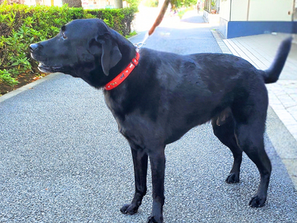 メディセル 筋膜リリース ヘルニア 犬 マッサージ