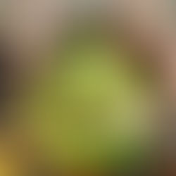 Virei vegetariano: vai faltar proteína?