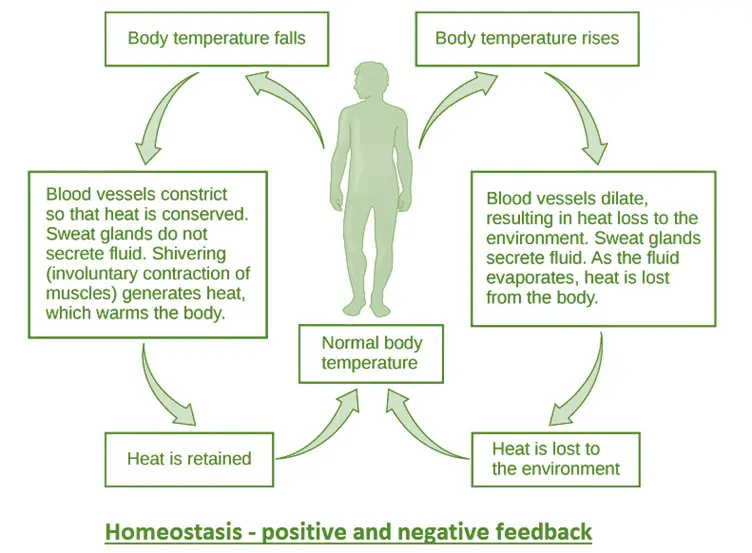 Homeostasis - positive and negative feedback