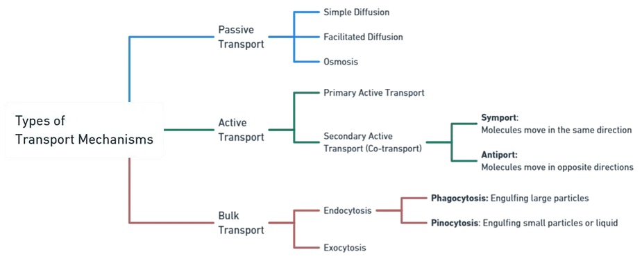 Types of Transport Mechanisms
