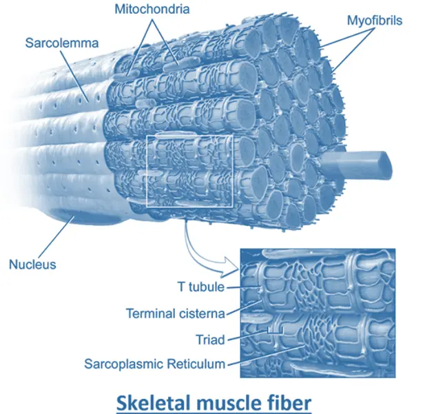 Skeletal muscle fiber