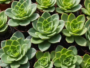 How to Get Your Succulents to Multiply Like Magic: A Step-by-Step Guide