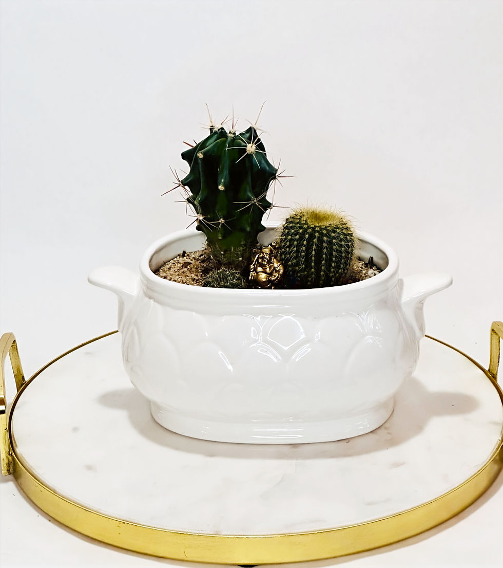 Cacti Desert Landscape