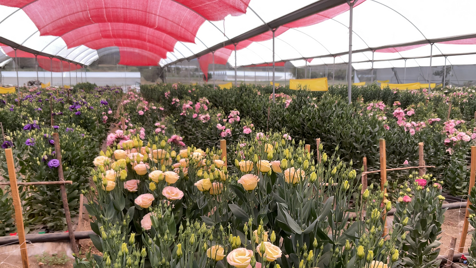 lisianthus grupo floral