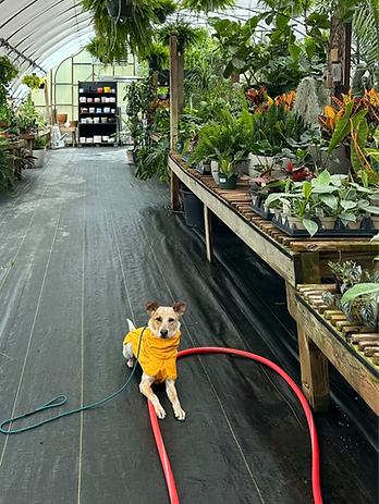 a cattle dog mix wearing a yellow raing coat is laying on the ground of a greenhouse in front of a row of indoor plants