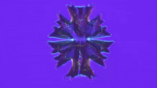 aderivalab-sabina-simon-micrasterias.gif
