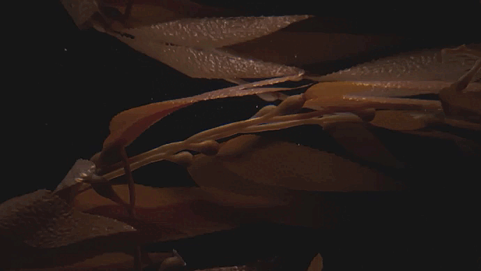 aderivalab-sabina-simon-algas-movimento.gif