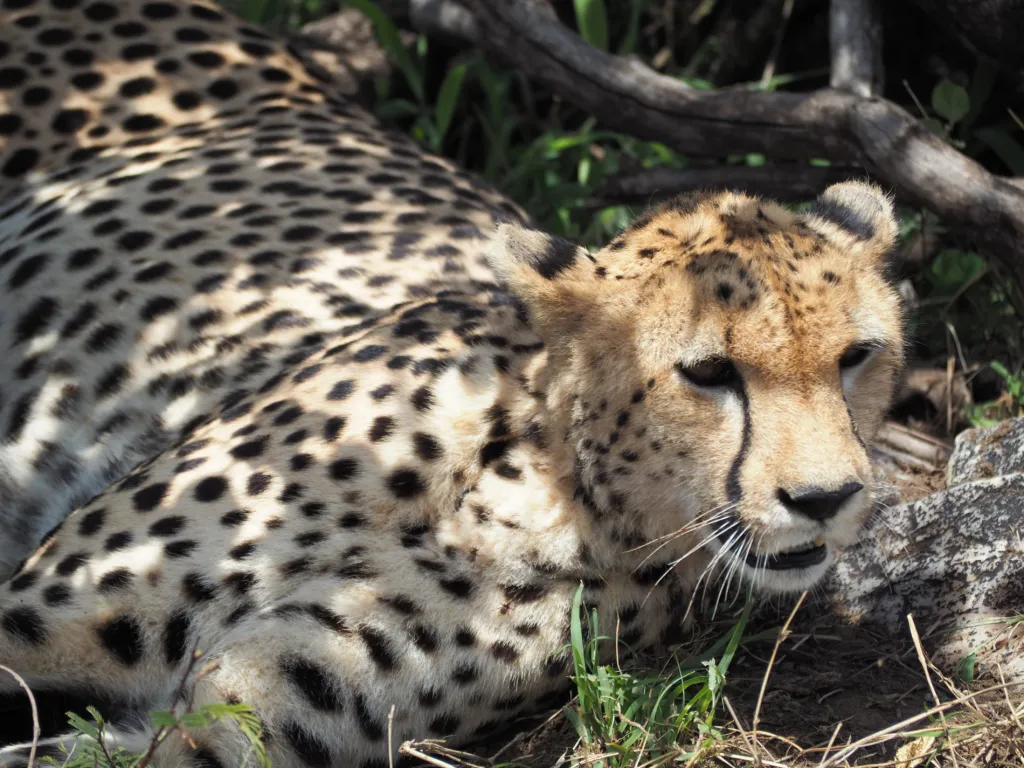 cheetah-e1531350550510.webp